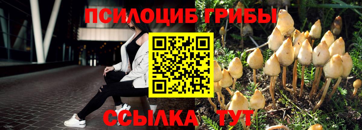 Галлюциногенные грибы Psilocybine cubensis Большой Камень