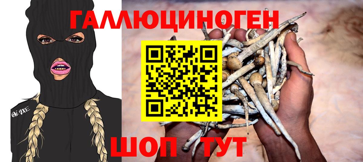 Галлюциногенные грибы Psilocybine cubensis  Вход с VPN  Большой Камень 